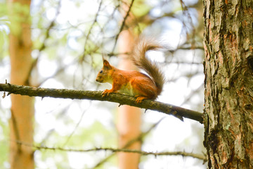 Eurasian Red Squirrel