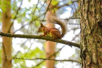Eurasian Red Squirrel