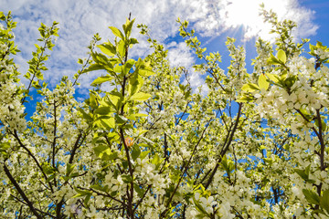 White flowers blooming cherry on a spring day