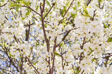 Fototapeta premium White flowers blooming cherry on a spring day