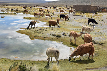 Alpagas et vigognes dans l'altiplano andin au Pérou