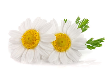 Obraz premium two chamomile or daisies with leaves isolated on white background