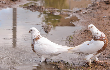 bird
