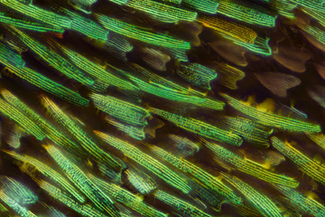 Obraz premium Skrzydło motyla pod mikroskopem