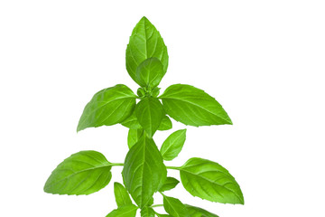 Branch of basil herb leaves isolated on white background