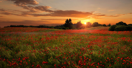 Fototapeta na wymiar Beautiful, red poppies field at the sunset with copy space