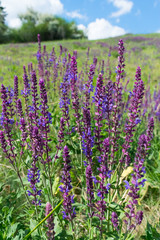 Obraz premium Wild sage flowers