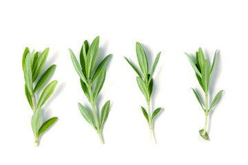 Sprig of fresh thyme isolated on a white background