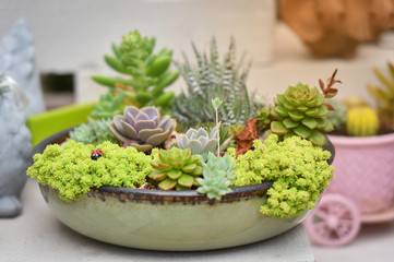 Turquoise succulent echeveria in pots in cactus garden