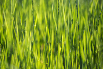 Background of green grass