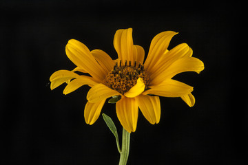 Yellow flowers on a black background