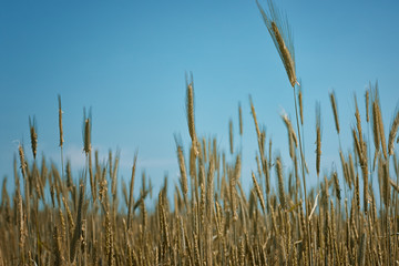 gold ears of wheat against the blue sky and clouds soft focus, closeup, agriculture background.
