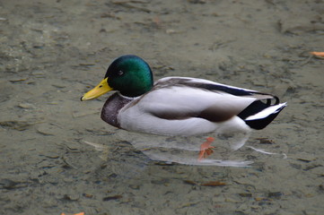 Duck