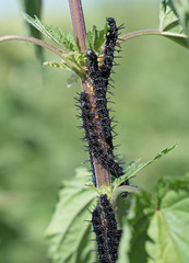 Tagpfauenauge, Raupen, Aglais io