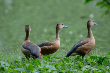 Lesser Whistling Duck