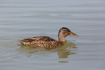 Fototapeta premium Side view portrait of female mallard (anas platyrhynchos) swimming
