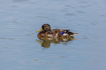 young male mallard (anas platyrhynchos) swimming in water