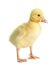 Cute funny gosling on white background