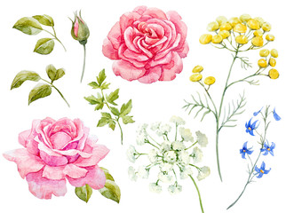 Watercolor floral set - obrazy, fototapety, plakaty