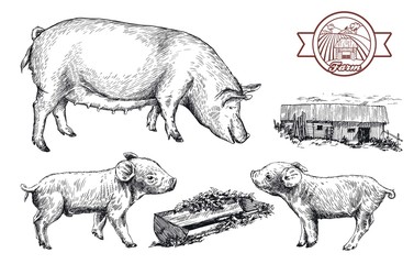 sketches of pigs drawn by hand. livestock