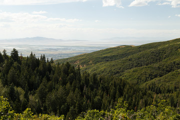 Tree Top Foliage