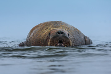 Walrus ( Odobenus rosmarus )