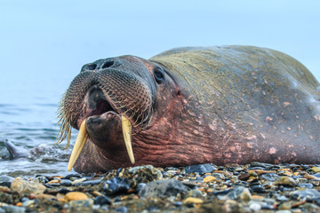 Walrus ( Odobenus rosmarus )