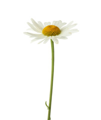 Beautiful chamomile flower on white background