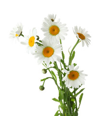 Bouquet of beautiful chamomile flowers on white background