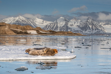 Walrus ( Odobenus rosmarus )
