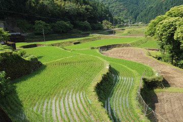 棚田6月