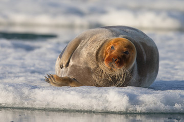 Walrus ( Odobenus rosmarus )