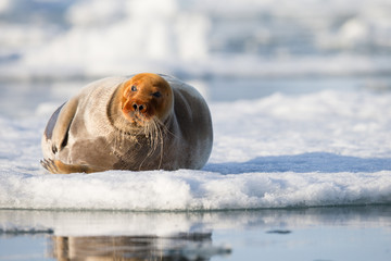 Walrus ( Odobenus rosmarus )