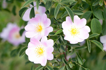 Pink rose hip flower on a bush close-up
