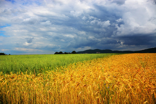 Wheat Field Before The Storm
