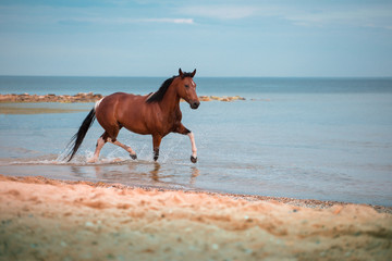 Red horse runs in the water of the blue sea