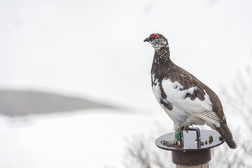 Japanese rock ptarmigan on snowy mountain at Murodo, Tateyama Kurobe Alpine Route, Japan.