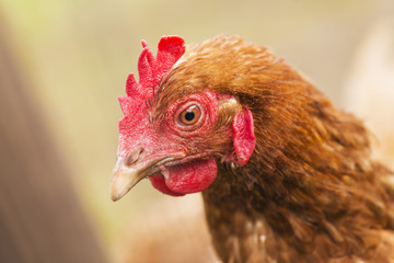 Chicken portrait. Close up of hen face on pasture.