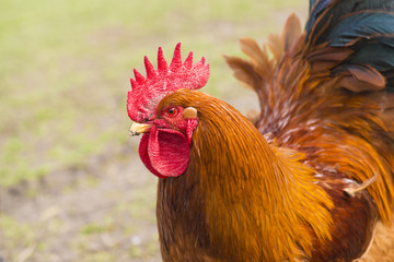 Close up of Red Rooster, Cock portrait.