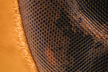 Extreme magnification - Fly compound eye under the microscope at 20:1