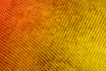 Extreme magnification - Butterfly compound eye under the microscope at 20:1