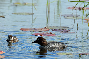 Female Common goldeneye (Bucephala clangula) and duckling swimming on pond. 