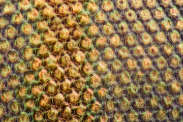 Extreme magnification - Horse fly dried compound eye under the microscope at 50:1