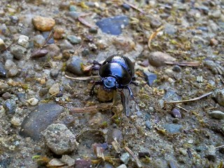 Large Metallic Beetle Face Forward on the Path