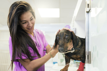 Veterinarian doctor hugging a beautiful dog.
