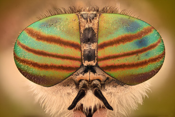 Extreme magnification - Horse fly head and eyes, Hybomitra
