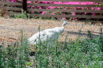 White female peacock walking on a sunny day in the grass at the  Gan Guru Zoo in Kibbutz Nir David...