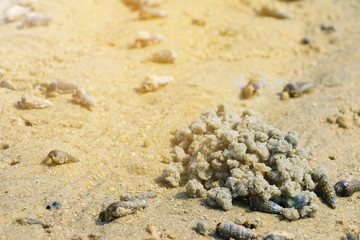 Shell and crab house on the sand beach