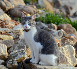 Gray and White Kitten on Rocks