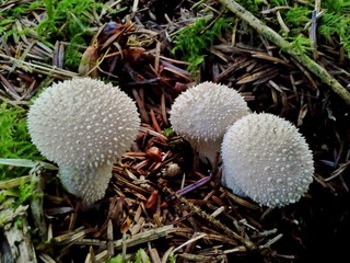 Three Common Puffballs in the woods